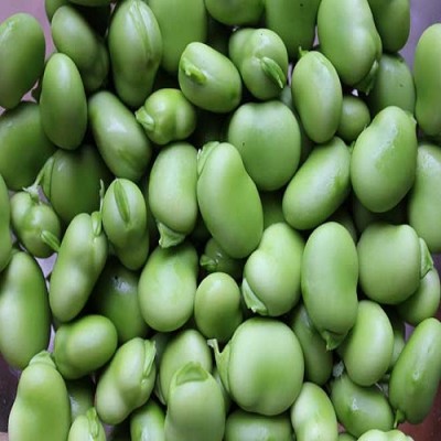 Dry Fava Beans ,Dry yellow broad beans,Frozen Green Broad Bean