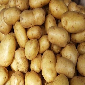 Fresh wholesale potato product for sale