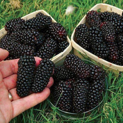 IQF Wild Blackberries and frozen fruit