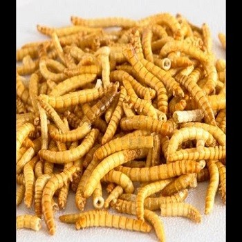 Best Yellow Mealworm